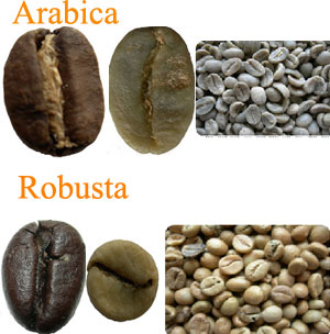 Cà phê Arabica và Robusta